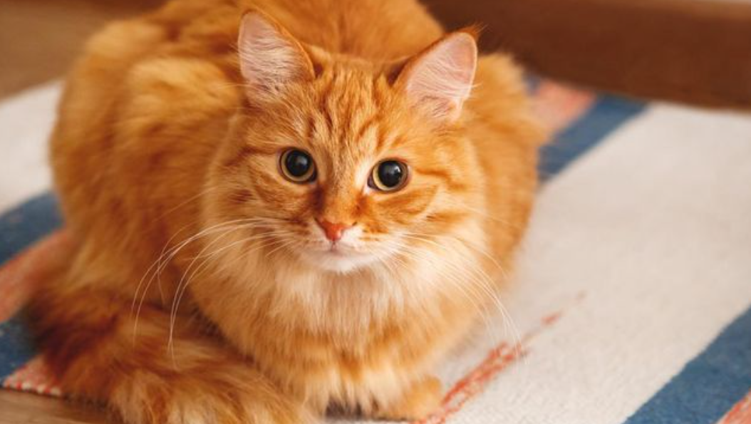 Viral Kucing 'Oren' Ditinggal Pemilik di Bandara, Ada Luka di Tubuhnya