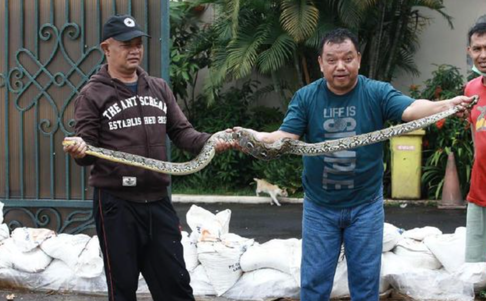 Kebiasaan Sepele yang Justru Mengundang Ular Masuk ke Rumah