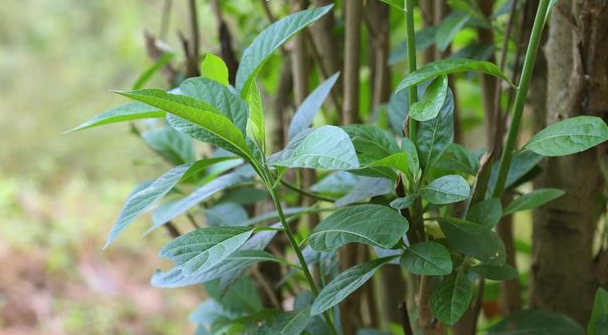 5 Daun untuk Kesehatan Pankreas, Pengidap Diabetes Wajib Catat